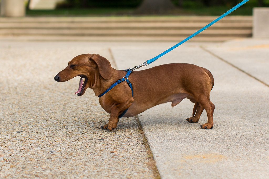 dachshund yawning