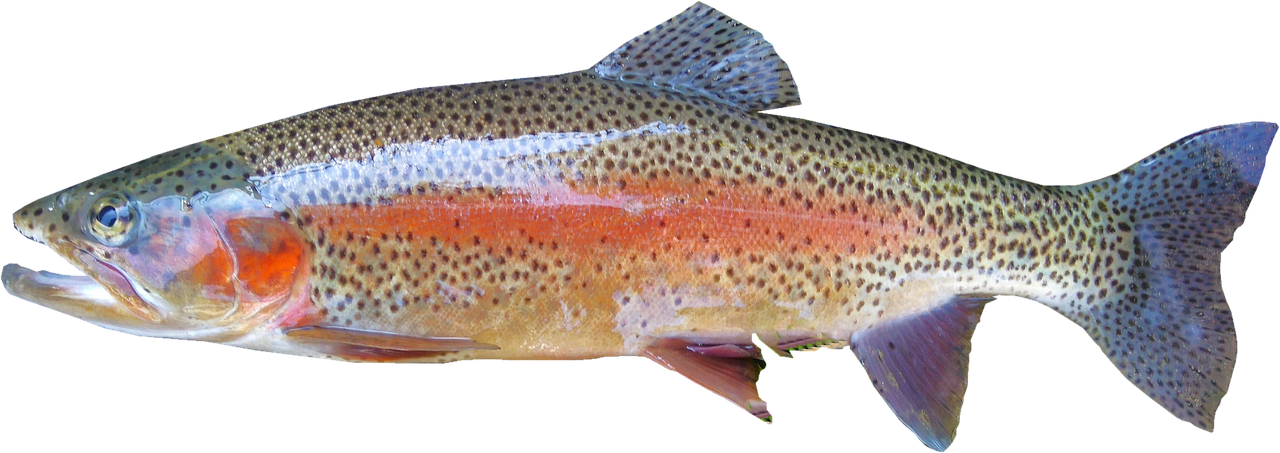 Rainbow trout