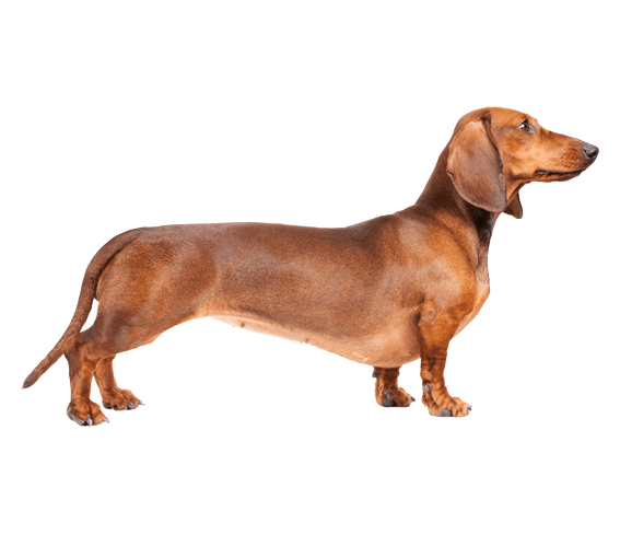 dachshund image